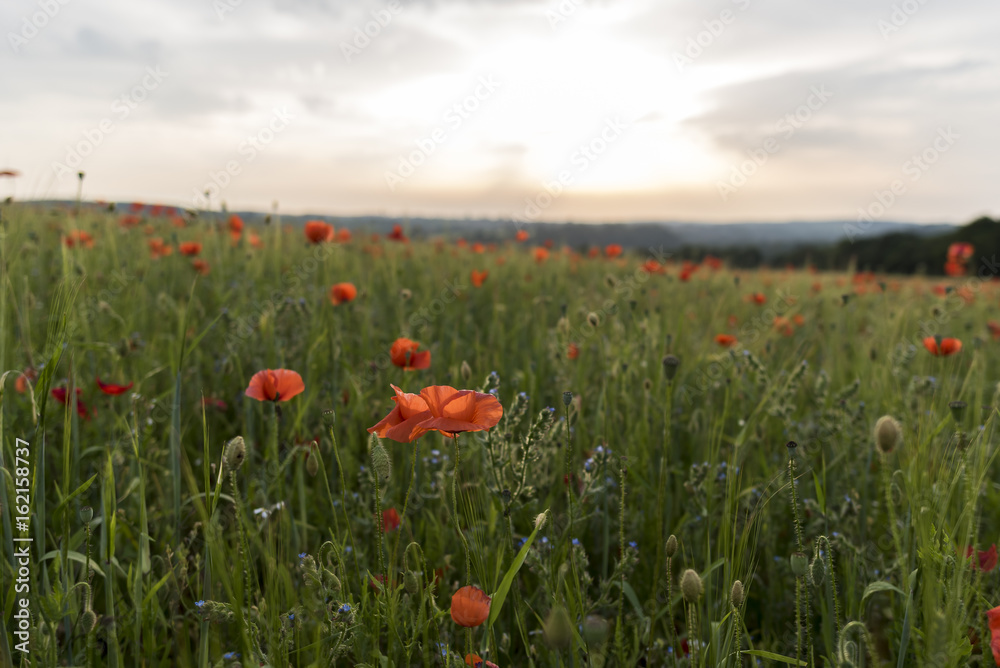 Bright red poppies, in a field of green wheat, at sunset