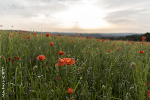 Bright red poppies, in a field of green wheat, at sunset