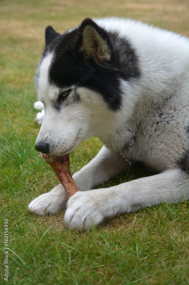 Husky en train de ronger un os