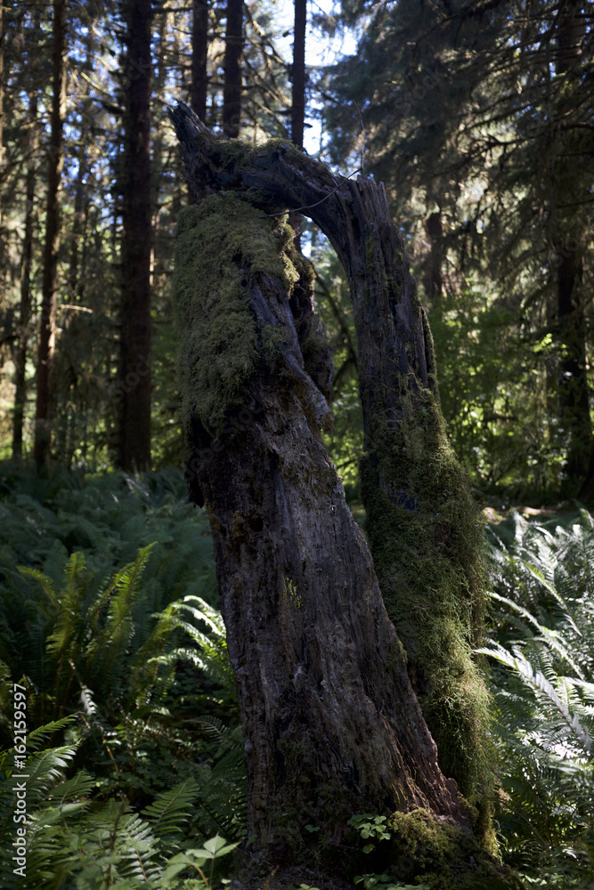 Rainforest Stump