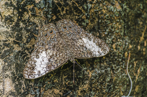 Camouflage Butterfly at Botanical Garden, Guayaquil, Ecuador