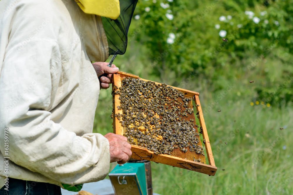 The beekeeper takes out from the hive honeycomb with bees. Apiculture.