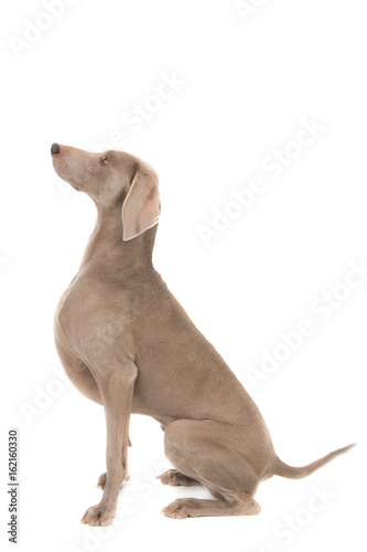 Sitting Weimaraner dog looking up. Side view against white.