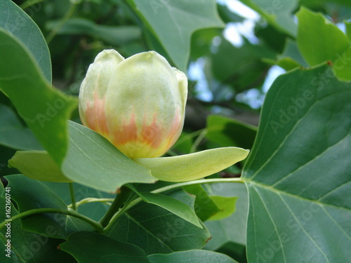 One flower of tulip tree photo