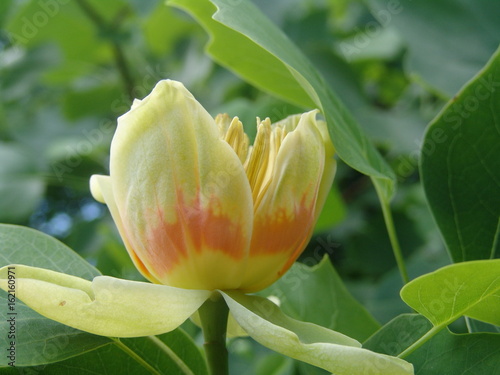 One flower of tulip tree photo
