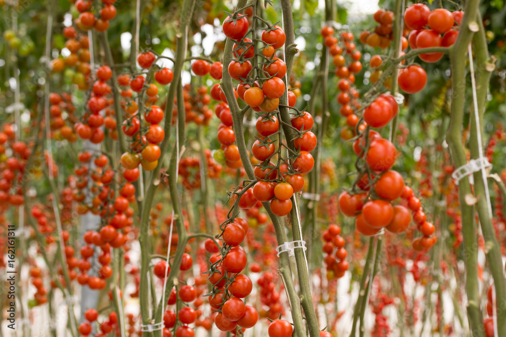 Tomate cherry rama en planta Stock Illustration | Adobe Stock