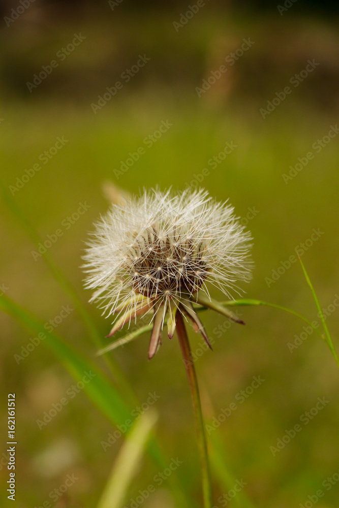 Dandelion on the meadow 