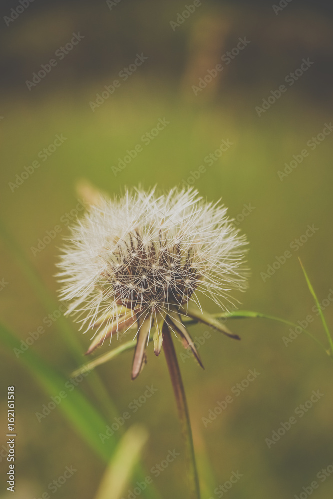 Dandelion on the meadow Dandelion on the meadow