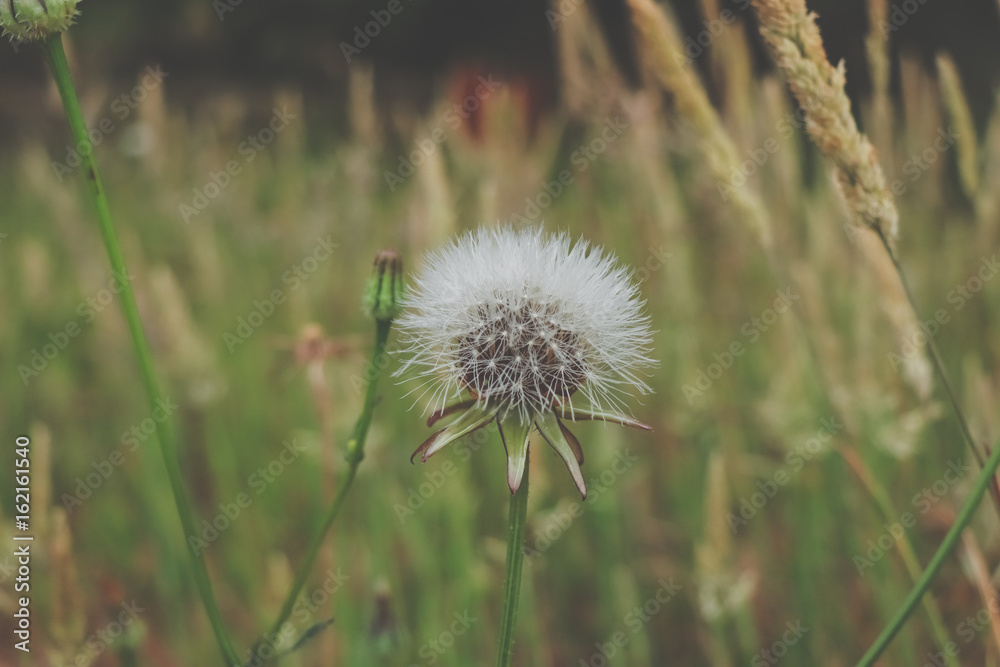 Dandelion on the meadow Dandelion on the meadow