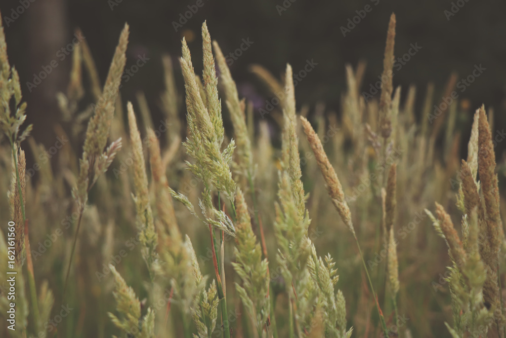 Grass on the field at the sunset. Agricultural landscape Grass on the field at the sunset. Agricultural landscape