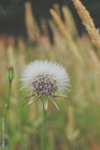 Dandelion on the meadow 