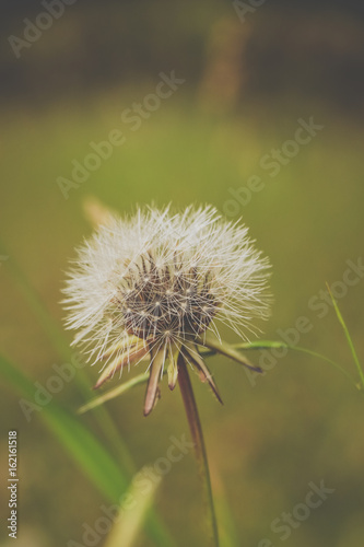 Fototapeta Naklejka Na Ścianę i Meble -  Dandelion on the meadow 
