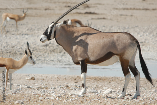 oryx photo