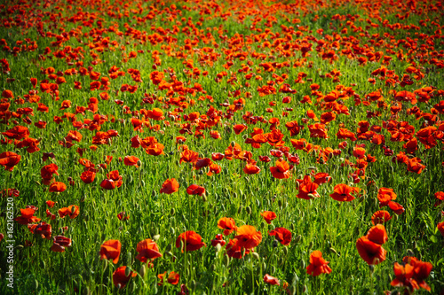 flower field of red poppy seed background