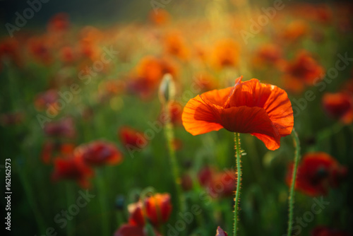 opium field of red poppy seed flower background
