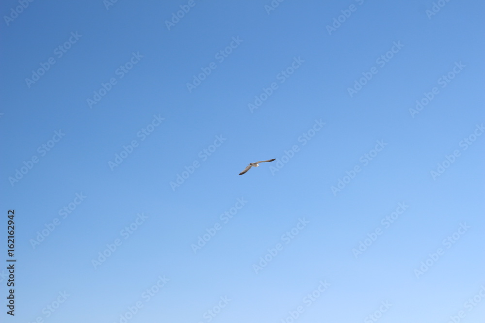 Seagulls in Daytona beach, Usa