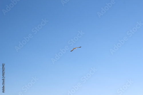 Seagulls in Daytona beach, Usa