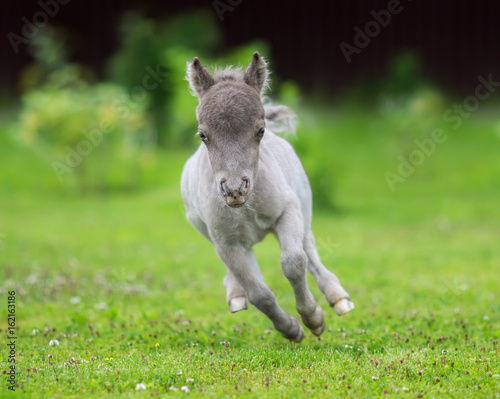 Fototapeta Naklejka Na Ścianę i Meble -  HF NOBLE'S GULLIVER - world's smallest horse 2017 year. Tiny foal measuring just 31 cm tall. American miniature horse.