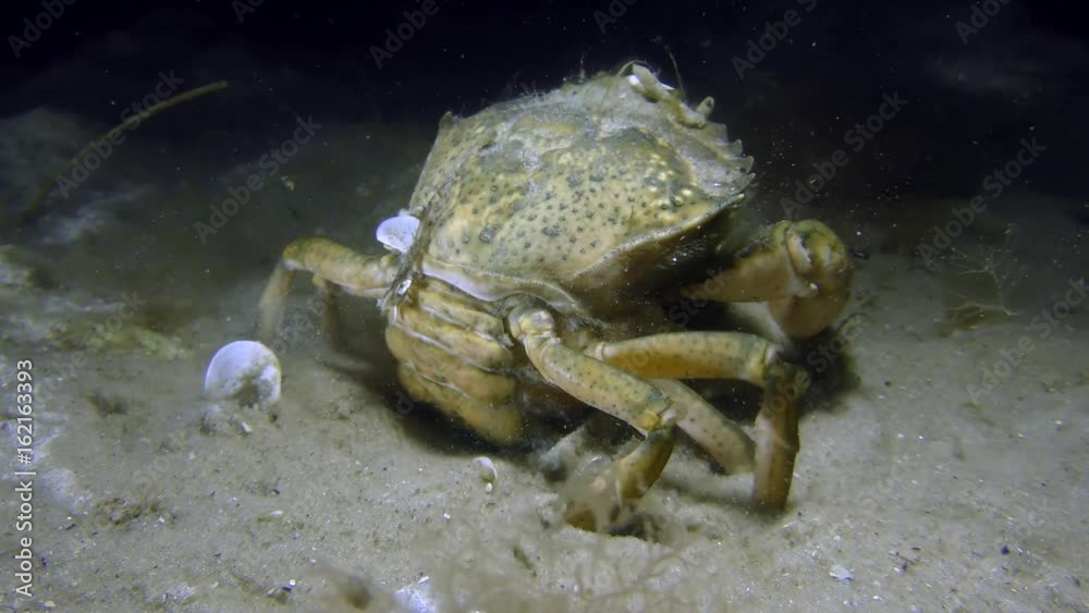 Female Green crab or Shore crab (Carcinus maenas) slowly buries into the sand, the back view.
Female Green crab or Shore crab (Carcinus maenas) slowly buries into the sand, the back view.