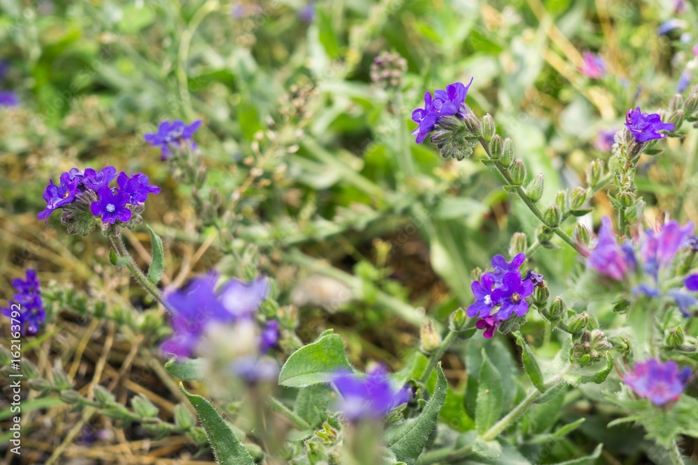 Flowers and plants on railways. Slovakia Flowers and plants on railways. Slovakia