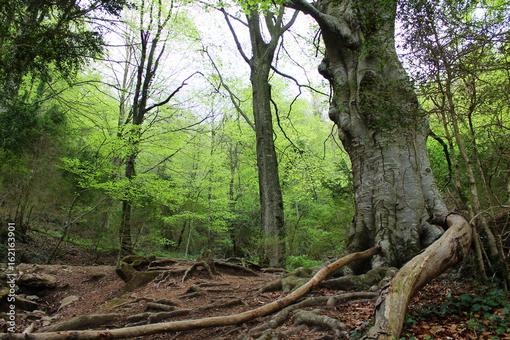 Obraz premium La luz y los colores de los bosques