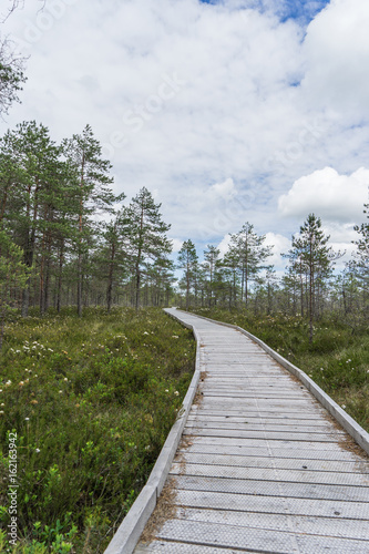 Wide wooden walkway on Riisa bog in Estonia going to the a small coniferous forest of pines in summer sunny day with blue sky and big clouds