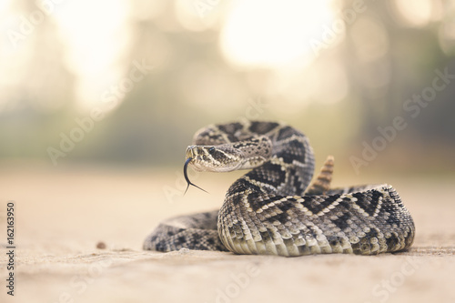 Close-up of an Eastern Diamondback Rattlesnake (Crotalus adamanteus) on a dirt road, Florida, USA