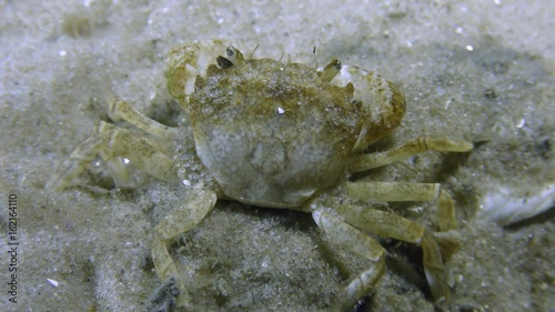 Grapsoid Crab (Brachynotus sexdentatus) sits on a sandy bottom, then leaves the frame.
 photo