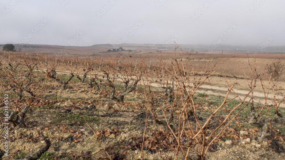 Wineyard sited in la rioja spain Wineyard sited in la rioja spain