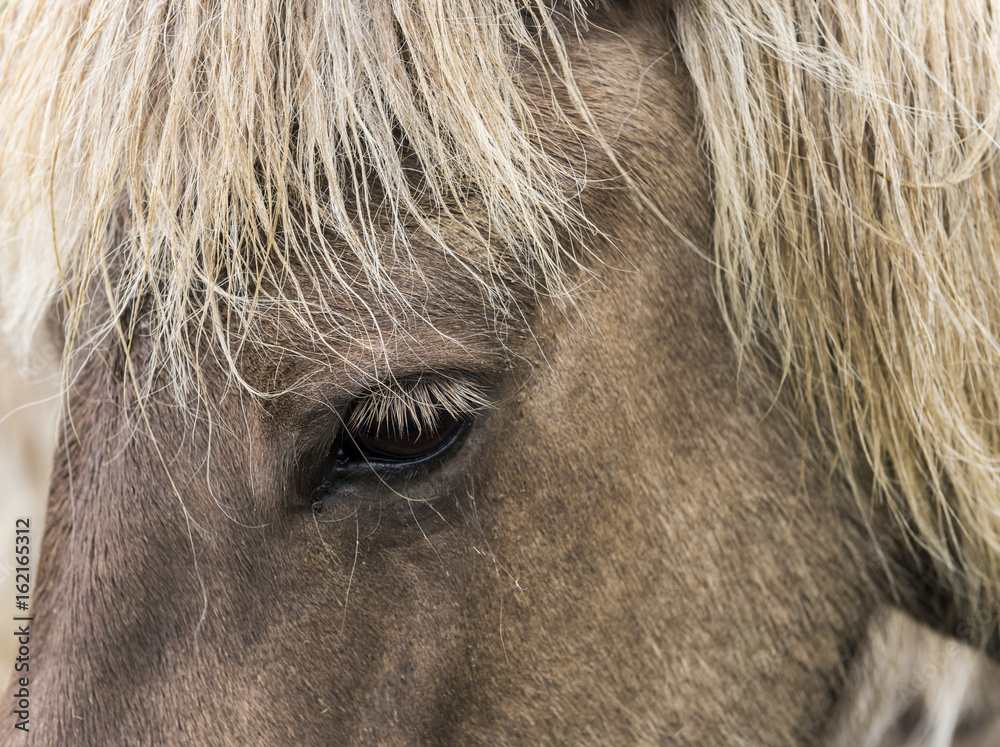 Head and Eye of Icelandic Horse Head and Eye of Icelandic Horse
