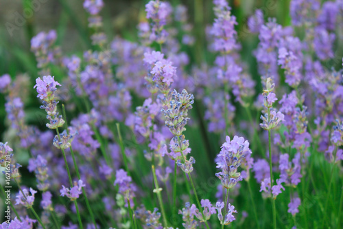 Growing lavender