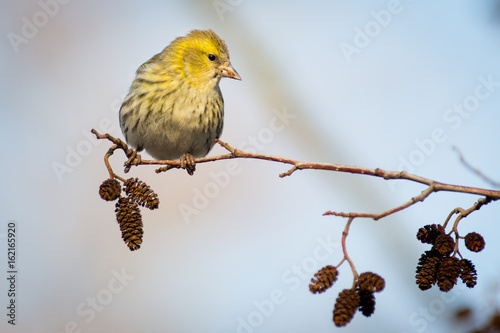 Yelow birt on twig - Yellowhammer (Emberiza citrinella)