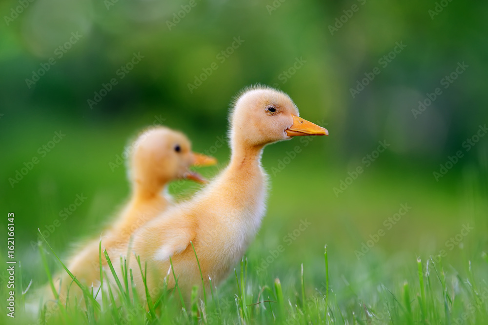 Two little duckling on green grass