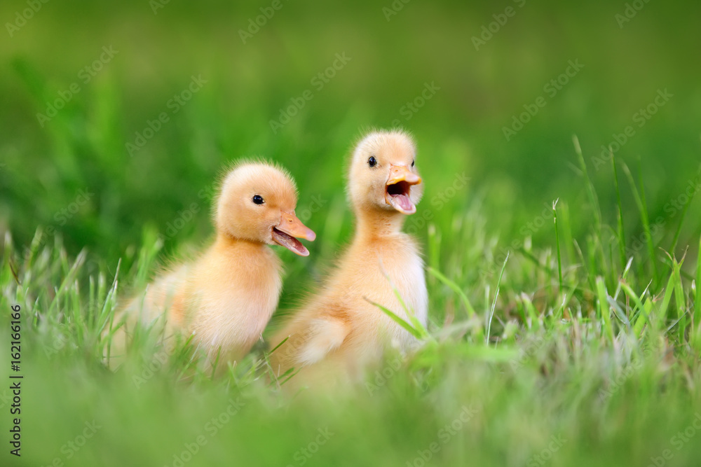 Two little duckling on green grass Two little duckling on green grass