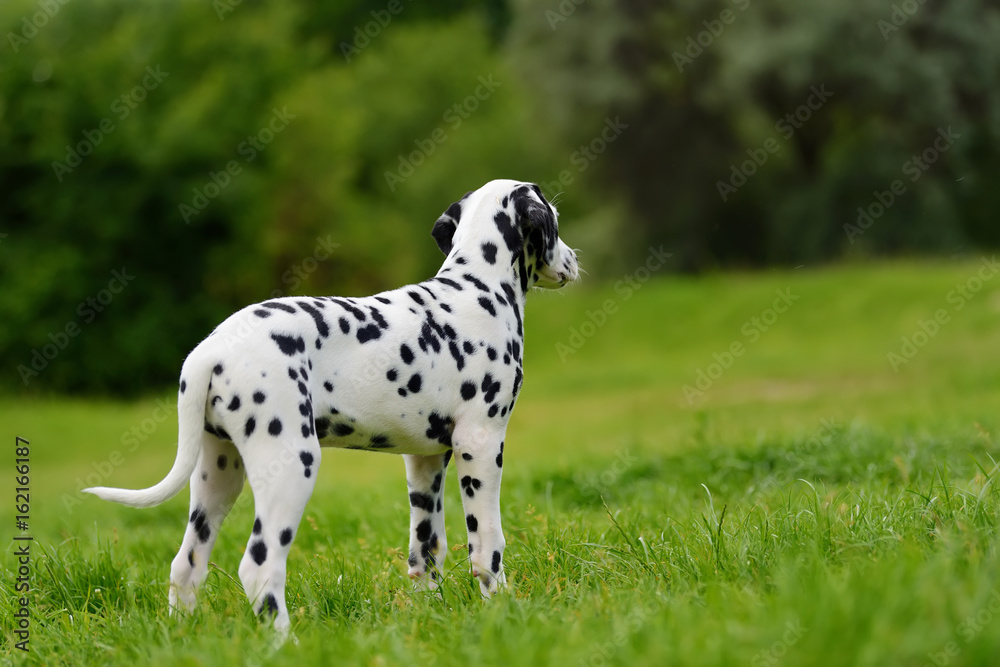 Dalmatian dog outdoors in summer Dalmatian dog outdoors in summer