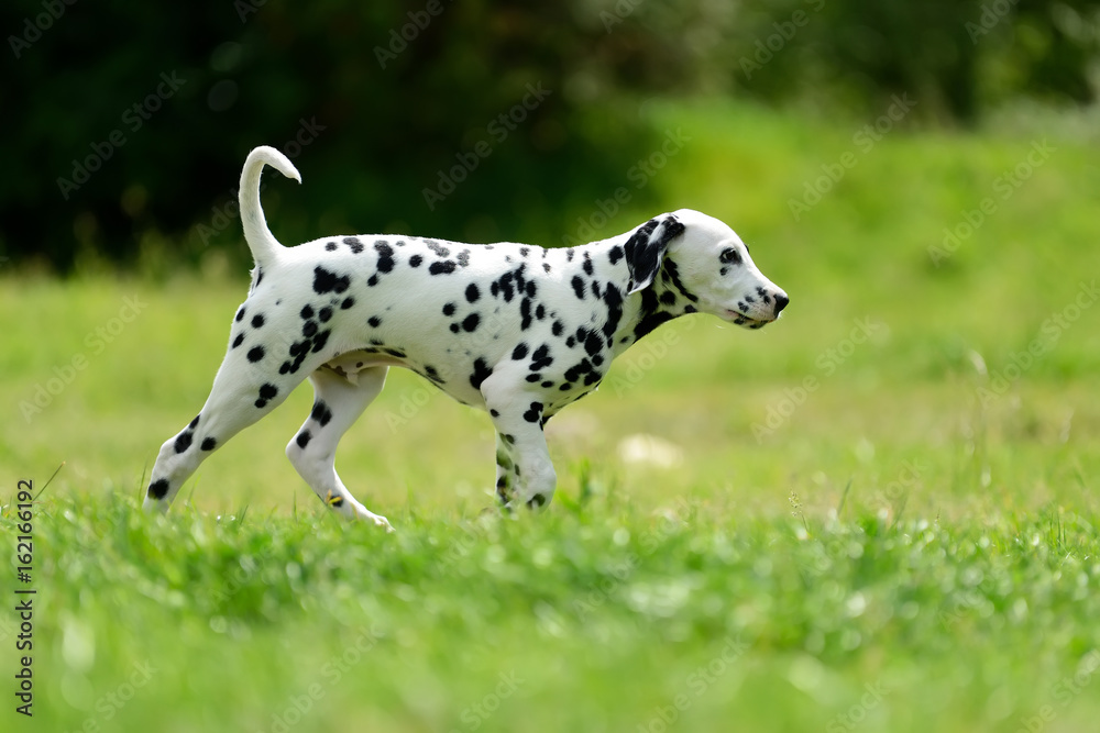 Dalmatian dog outdoors in summer
