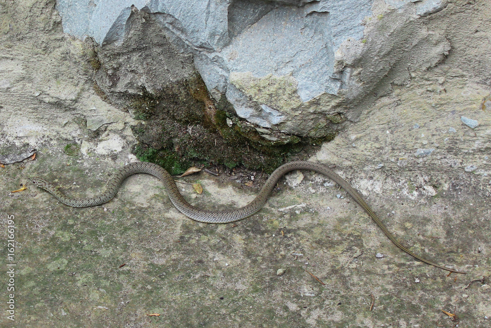 Crimean snake