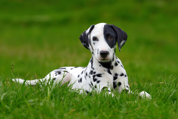 Dalmatian dog outdoors in summer