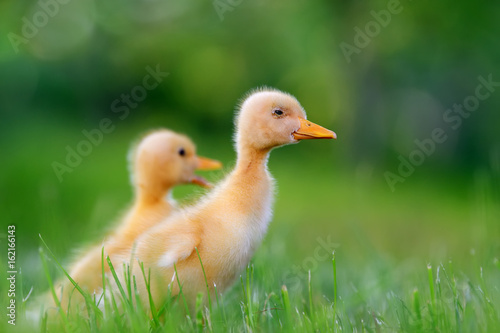 Two little duckling on green grass © byrdyak