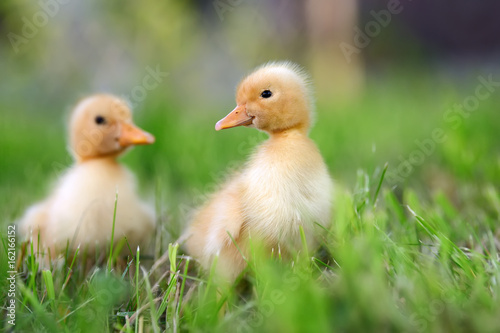 Two little duckling on green grass