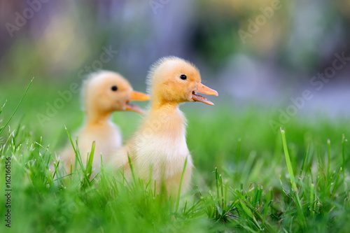 Valokuvatapetti Two little duckling on green grass