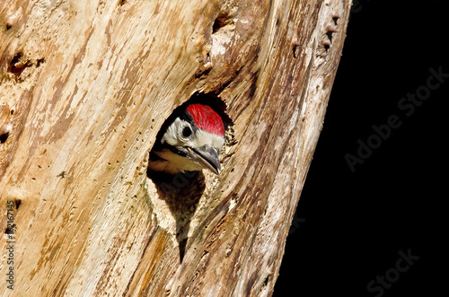 Junger Buntspecht (Dendrocopos Major)