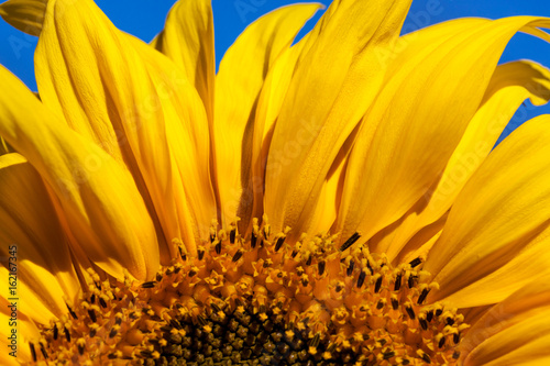 Sunflower Bloom