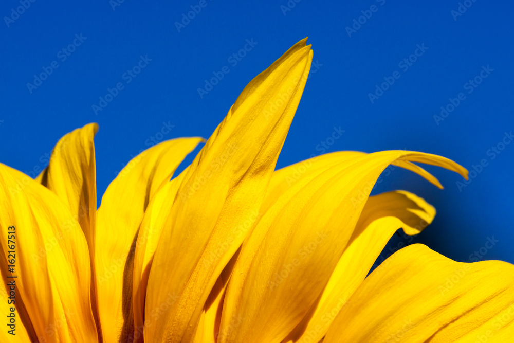Fototapeta premium Yellow Petals with Blue Sky