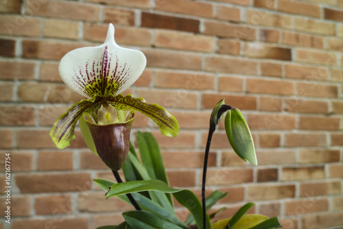 Orquídea sapatinho photo