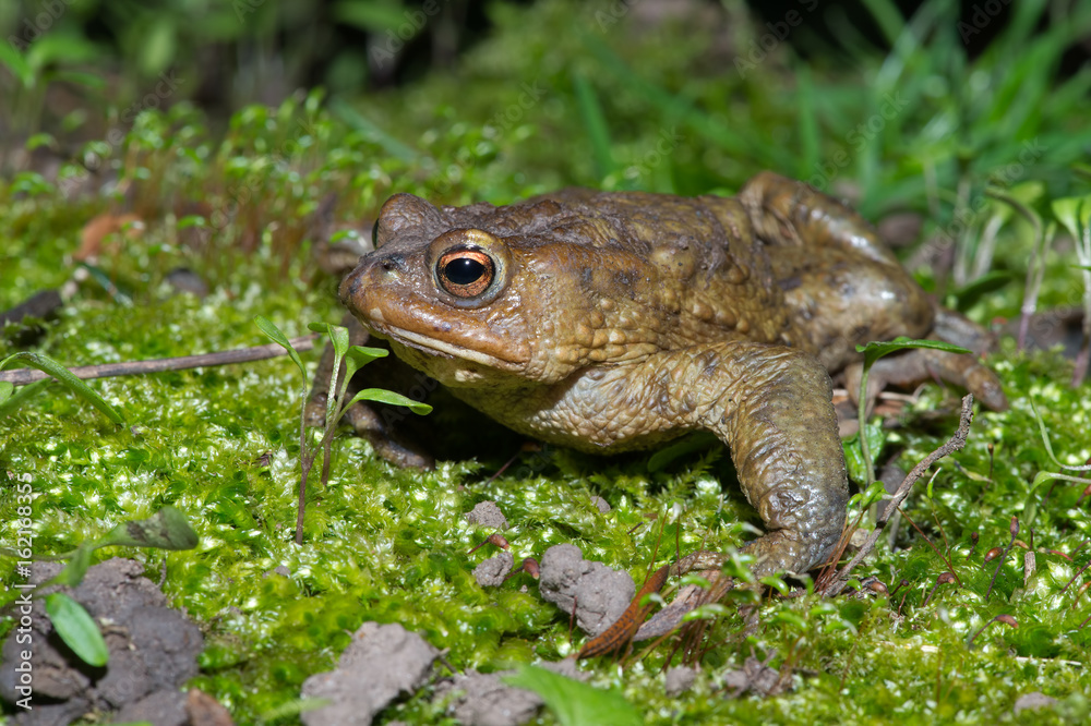 Common Toad (Bufo bufo)/Toad migrating to breeding pond Common Toad (Bufo bufo)/Toad migrating to breeding pond