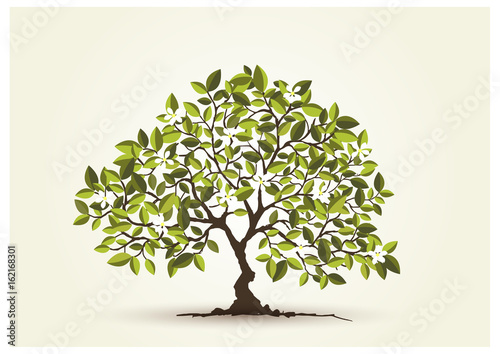Beautiful tree on a white background