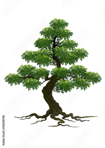 Beautiful tree on a white background