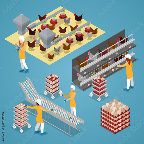 Isometric Chicken Farm Poultry. Organic Eggs Production Line. Vector flat 3d illustration