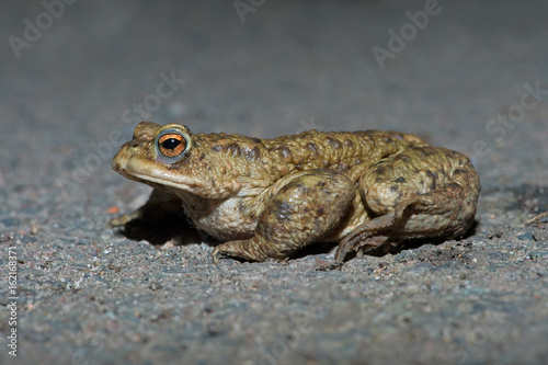 Common Toad  Bufo bufo  Toad migrating to breeding pond